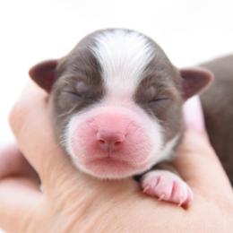Red bi male - Red & white male Miniature Australian Shepherd puppy in Chickasha, Oklahoma from Rustic Lace