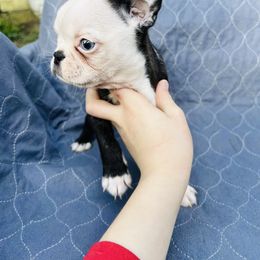 Pepper - Black brindle and white male Boston Terrier puppy in Georgia from A-K Boston Terriers