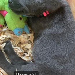 Basset Hound and Labrador Retriever Puppies from Porter Kennels