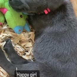Basset Hound and Labrador Retriever Puppies from Porter Kennels