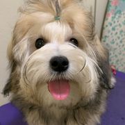 Lowchen Puppies from Guylyne