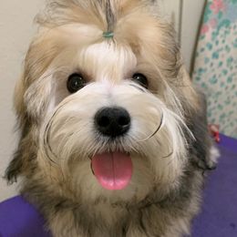 Lowchen Puppies from Guylyne
