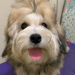 Lowchen Puppies from Guylyne