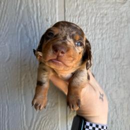 Chocolate chip - Dapple male Dachshund puppy in New Mexico from Long Dog Ranch