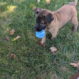 Girl 2 - Mahogany female Belgian Malinois puppy in Paynes Corner, Virginia from Von-Zito Belgian Malinois