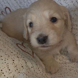 Nancy - Cream female Dachshund puppy in Barstow, California from Samy's Dachshund Den
