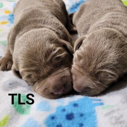 Dilute Retriever and Labrador Retriever Puppies from TLS Retrievers