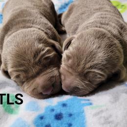 Dilute Retriever and Labrador Retriever Puppies from TLS Retrievers