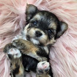 Tillie - Black & tan tri-color female Morkie puppy in Monticello, Iowa from Ashley’s Puppies
