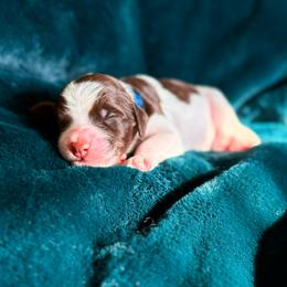 Riley - Parti male Goldendoodle puppy in Allen, Texas from Calena’s Doodles