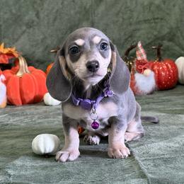 Blue Berry - Gray (blue) and cream female Dachshund puppy in Lincoln, Arkansas from Red Dirt Dachshunds