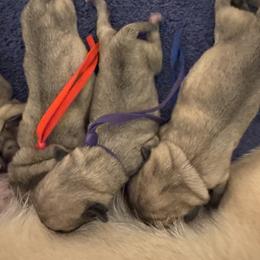 Purple collar - Fawn female Pug puppy in Tallapoosa, Georgia from West Georgia Pugs
