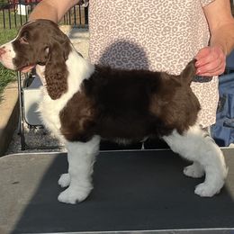 Boy 2 - Liver and white male English Springer Spaniel puppy in Collinsville, Illinois from Polesitter English Springer Spaniels