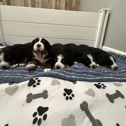 Bernese Mountain Dog Puppies from Country Feels Ranch