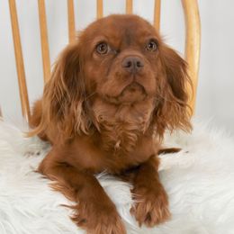 Graham - Cavalier King Charles Spaniel