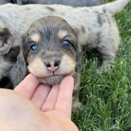 Dachshund Puppies from Gem State Mini Dachshunds