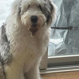 Old English Sheepdog All Grown Up from Cheshire Old English Sheepdogs