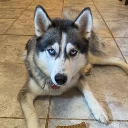 Katara - Siberian Husky