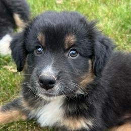 Carl - Black tri-color male Australian Shepherd puppy in Scottsville, Virginia from Cedar Creek Aussies