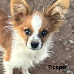 Trooper - White and sable male Papillon puppy in Show Low, Arizona from Shenanigans Family Papillons