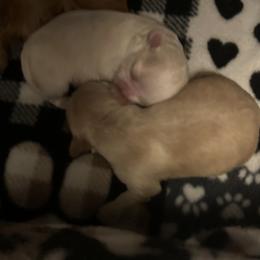 Chihuahua Puppies from Wild Mountain Chihuahuas