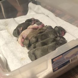 French Bulldog Puppies from Uniquefrenchiies