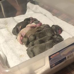 French Bulldog Puppies from Uniquefrenchiies