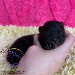 HOLD AKC WEDNESDAY - Black female Pomeranian puppy in Watkins Glen, New York from Wicked Spirits Pomeranians