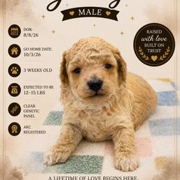 George - Red  male Poodle puppy in Grass Valley, California from Sapphire Ridge Poodles