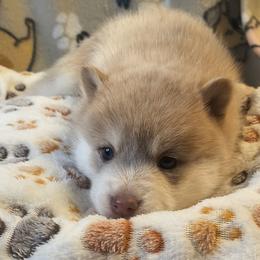 Desk - Lavender male Pomsky puppy in Blackfoot, Idaho from Snake River Pomskys