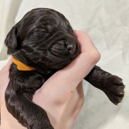 Australian Labradoodle Puppies from Llewellyn's Grove Labradoodles
