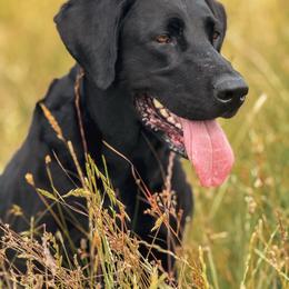 Dixie - Labrador Retriever