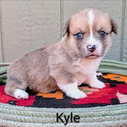 Kyle - Red merle and white male American Corgi puppy in Shawnee, Oklahoma from Sunray Ranch