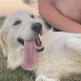Sadie - Golden Retriever