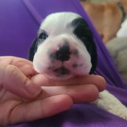Boy 2 - Cocker Spaniel puppy in Northampton, Pennsylvania from ChristMos Cockers
