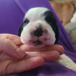 Boy 2 - Cocker Spaniel puppy in Northampton, Pennsylvania from ChristMos Cockers
