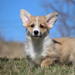 Pancake - Red male Pembroke Welsh Corgi puppy in Pollock, Missouri from Northstar