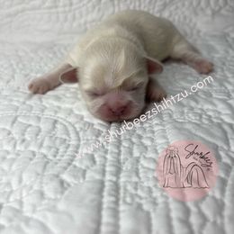 Shih Tzu Puppies from Shurbeez Shih Tzu