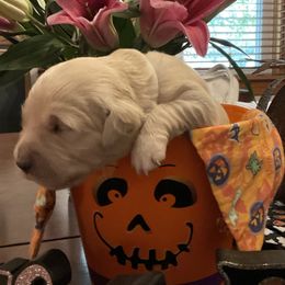 Golden Retriever Puppies from Tupelo Honey Farm's Golden Retrievers