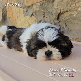 Shih Tzu puppies from Paws Of Beauty