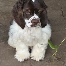 Arkyn - Cocker Spaniel