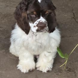 Arkyn - Cocker Spaniel
