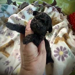 Bitty - Black & white female Maltipoo puppy in Coal City, Indiana from Angel Blue Dogs