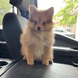Sanji - Orange sable male Pomeranian puppy in Fort Worth, Texas from Alo's Pom's