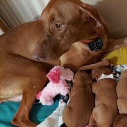 Vizslas from Izabella Vizslas