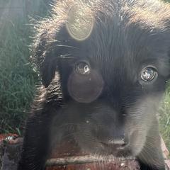Neè Beauchamp - Black and white Xoloitzcuintli puppy in Ethridge, Tennessee from Royalty Reigns Xolos