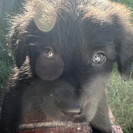 Neè Beauchamp - Black and white Xoloitzcuintli puppy in Ethridge, Tennessee from Royalty Reigns Xolos