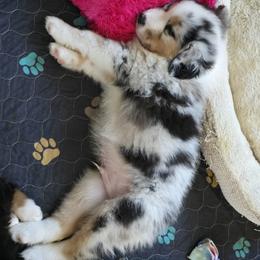 Australian Shepherd Puppies from Beacon Hill Aussies