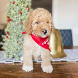 Drummer boy - Red  male Goldendoodle puppy in Hopkins County, Texas from Boutique Doodles