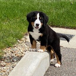 Bernese Mountain Dog Puppies from Emerald Acres Bernese